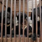 Korea Selatan Akhiri Industri Peternakan Empedu Beruang