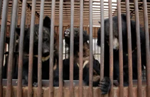 Korea Selatan Akhiri Industri Peternakan Empedu Beruang