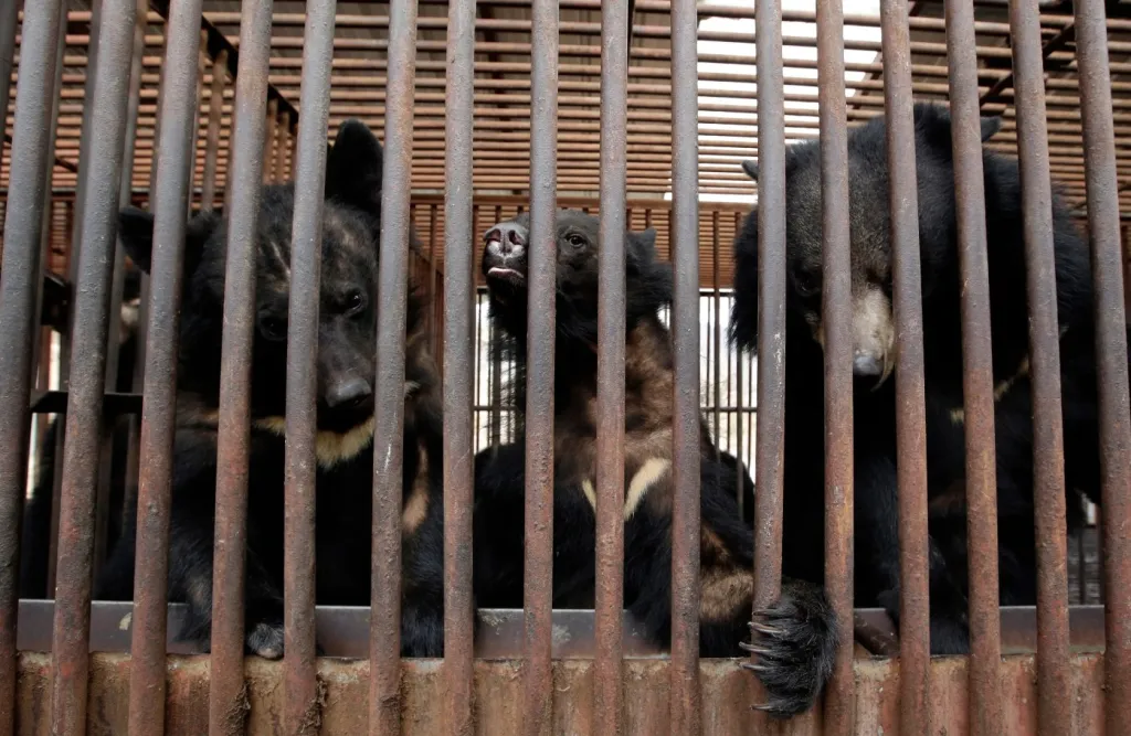 Korea Selatan Akhiri Industri Peternakan Empedu Beruang