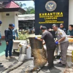 TNI AL Gagalkan Penyelundupan 445 Kulit Piton dan 32 Kura-Kura