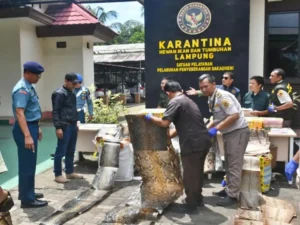 TNI AL Gagalkan Penyelundupan 445 Kulit Piton dan 32 Kura-Kura