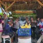 Panen Raya Jagung, Polsek Kenjeran Dukung Ketahanan Pangan di Surabaya