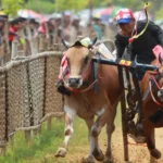 Pulau Madura dan Daya Tariknya: Budaya, Pantai, hingga Batik Khas