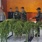 Ladang Ganja Siap Panen di Papua Digerebek TNI-Polri