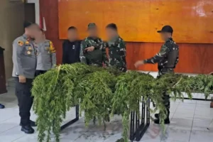 Ladang Ganja Siap Panen di Papua Digerebek TNI-Polri