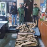 TNI AL dan BBKSDA Gagalkan Penyelundupan Kayu Gaharu di Sorong