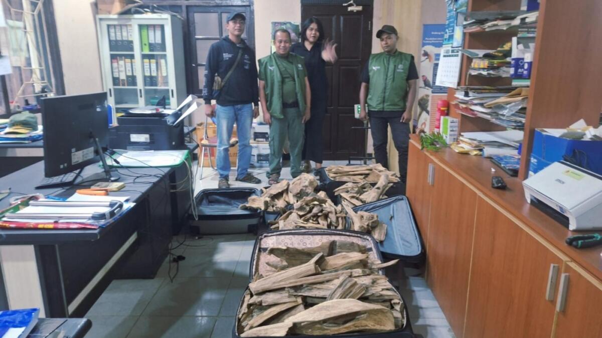 TNI AL dan BBKSDA Gagalkan Penyelundupan Kayu Gaharu di Sorong