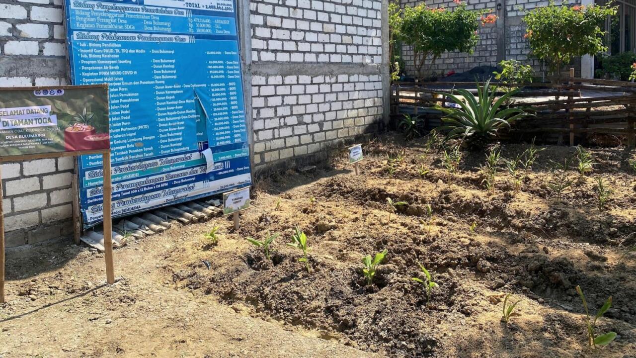 Mahasiswa Universitas Negeri Malang Dorong Pemanfaatan Toga melalui Program Jakun Sigar di Desa Bulumargi